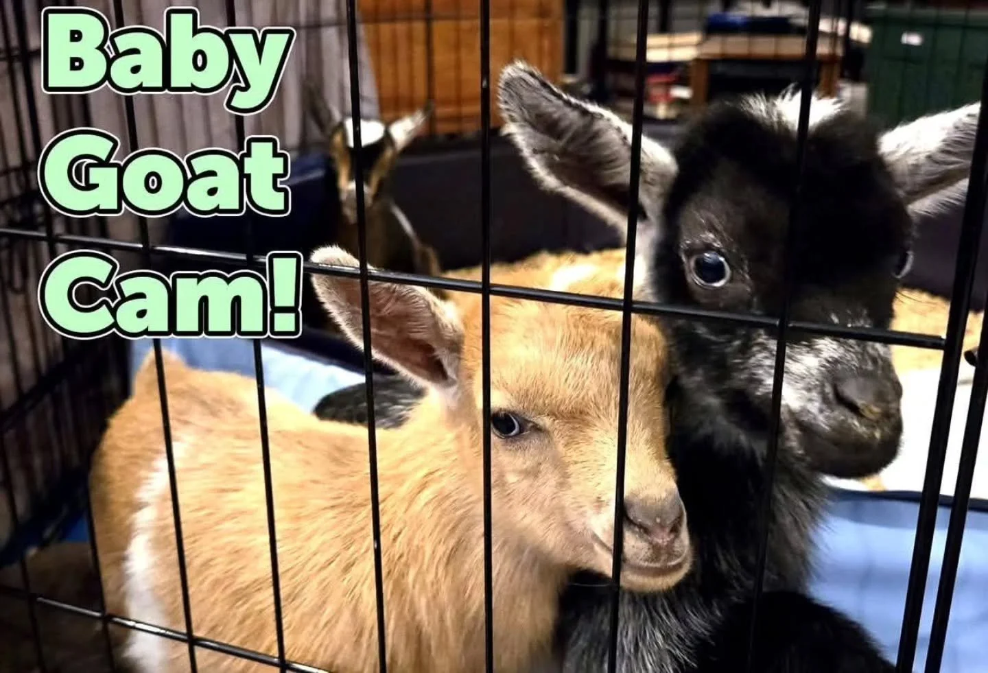 Last day for baby goat cam! Check out the YouTube link in my bio. :)

#babygoats #cuteanimals