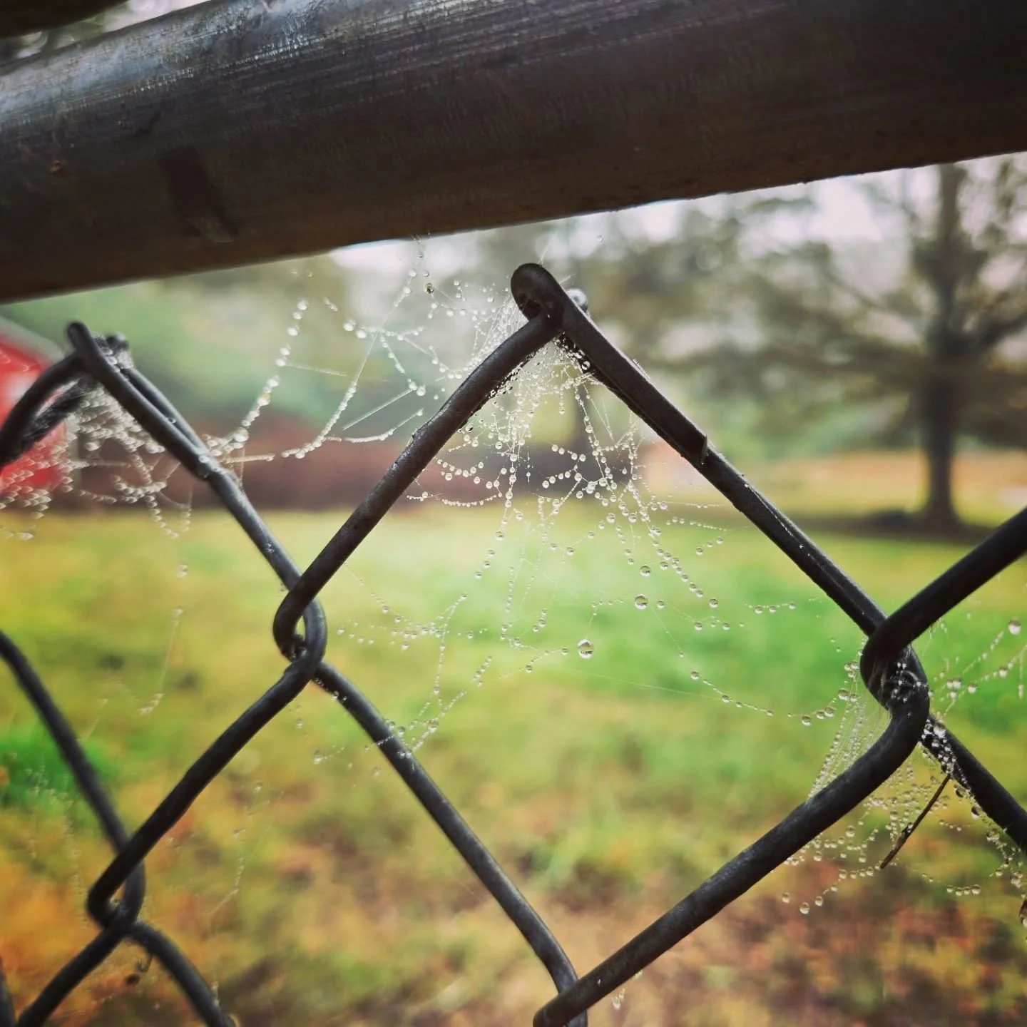 #spoopy this morning
#fog #oak #November #autumn