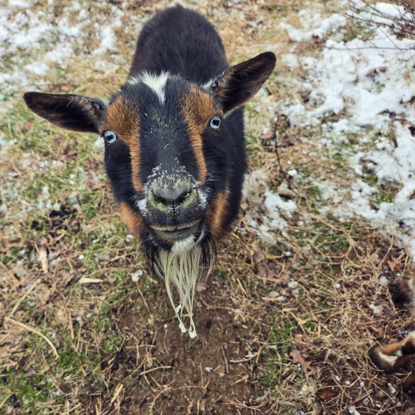 It's cold. No one is happy, except for Sasha the Akita. Migraine has beardcicles. Salem is out of frame since she took the opportunity to eat the hay snacks while the rest of the girls followed me around.

#snow #winter #goats #tennessee #chattanooga