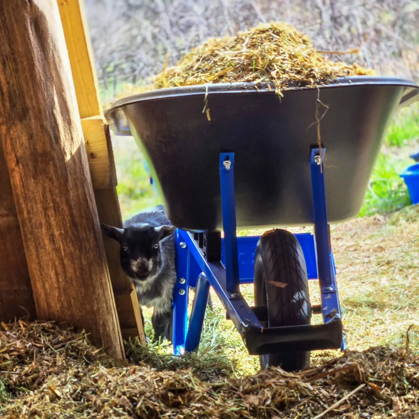 Cleaned the girls' stall today. Historically, they they make themselves scarce when I do this. However, little miss Salem has zero fear and zero F's to give, so they all keyed off of her and were up my butt the whole time.

BunBun knocked over the al