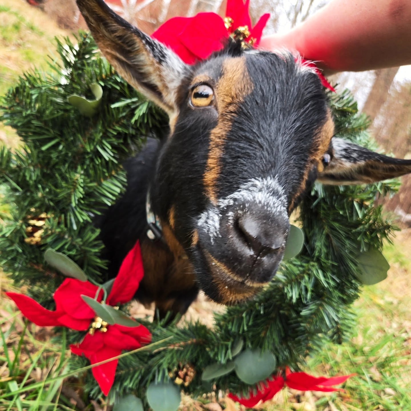 Merry Christmas from BunBun, Salem, Abby, and the rest of the Laughing Guardian crew!

#merrychristmas🎄 #goat #animals #nature #silly