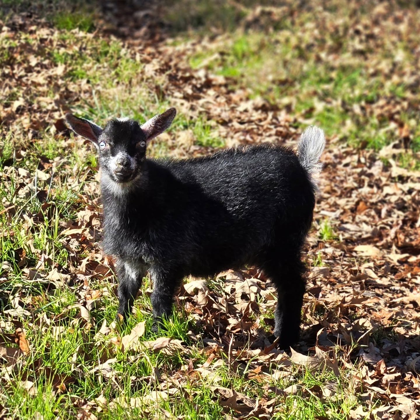 Because Salem is so dark, and her eyes so light, I kind of LOL every time I look at her because she always looks absolutely mortified.

#goat #homestead #babygoats