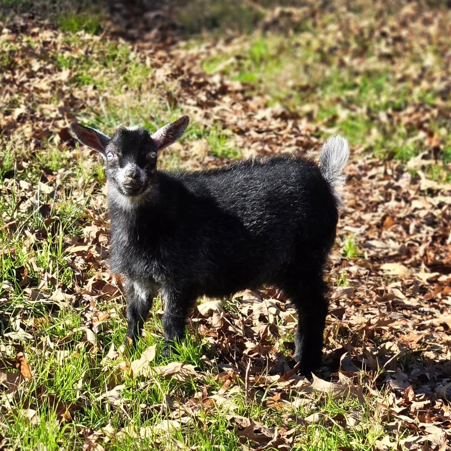 Because Salem is so dark, and her eyes so light, I kind of LOL every time I look at her because she always looks absolutely mortified.

#goat #homestead #babygoats