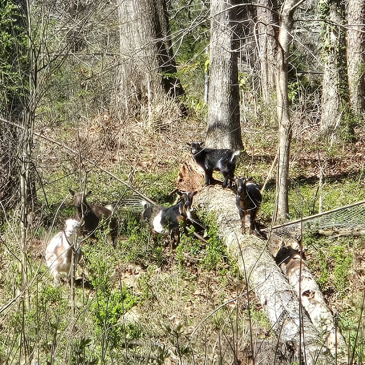 Never a dull moment - this tree must have just fallen this morning. The area behind it is fenced, but it also contains azaleas which are big time poisonous to goats.

So I guess the other plans we had for the weekend are obliterated. 

#goat #goats #