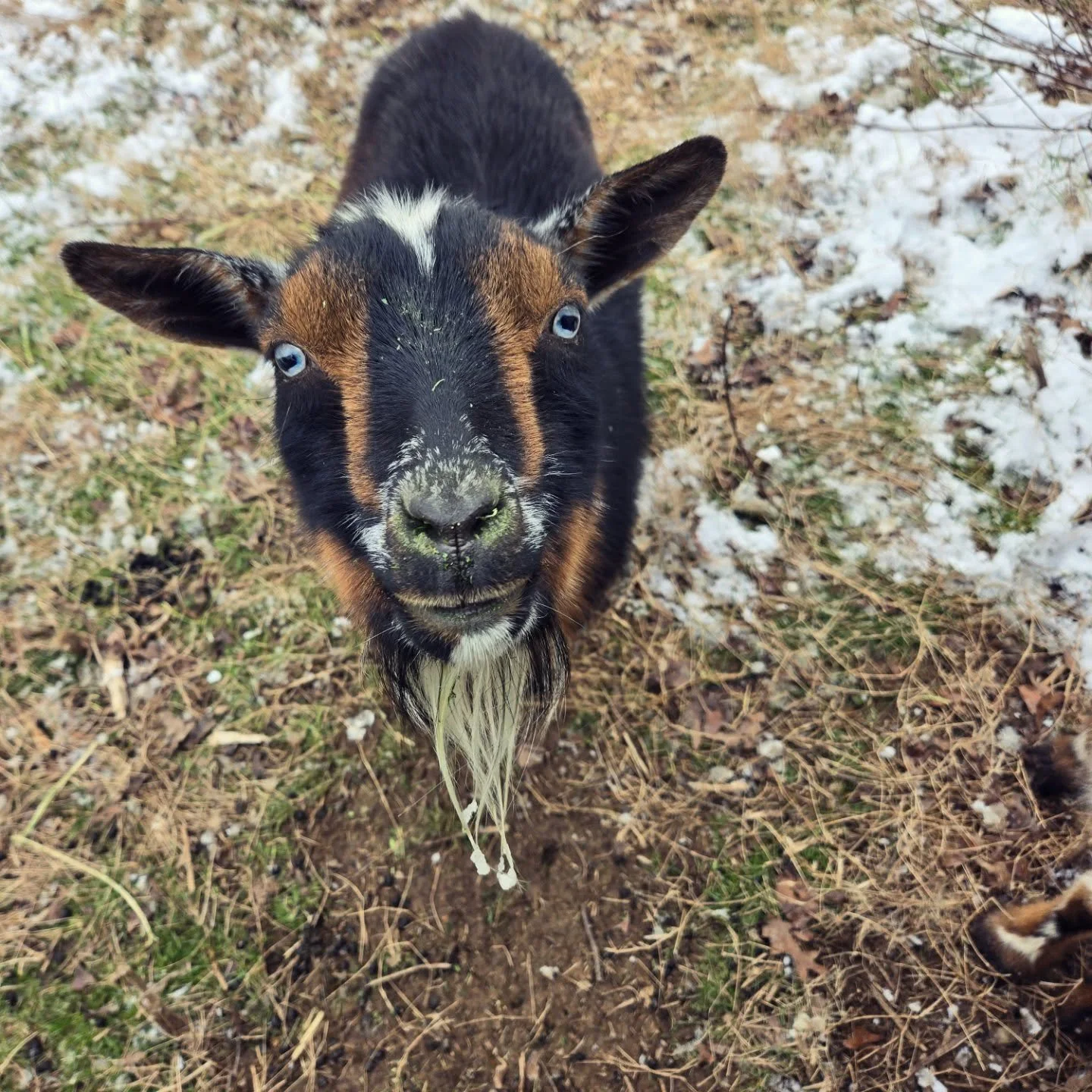 It's cold. No one is happy, except for Sasha the Akita. Migraine has beardcicles. Salem is out of frame since she took the opportunity to eat the hay snacks while the rest of the girls followed me around.

#snow #winter #goats #tennessee #chattanooga