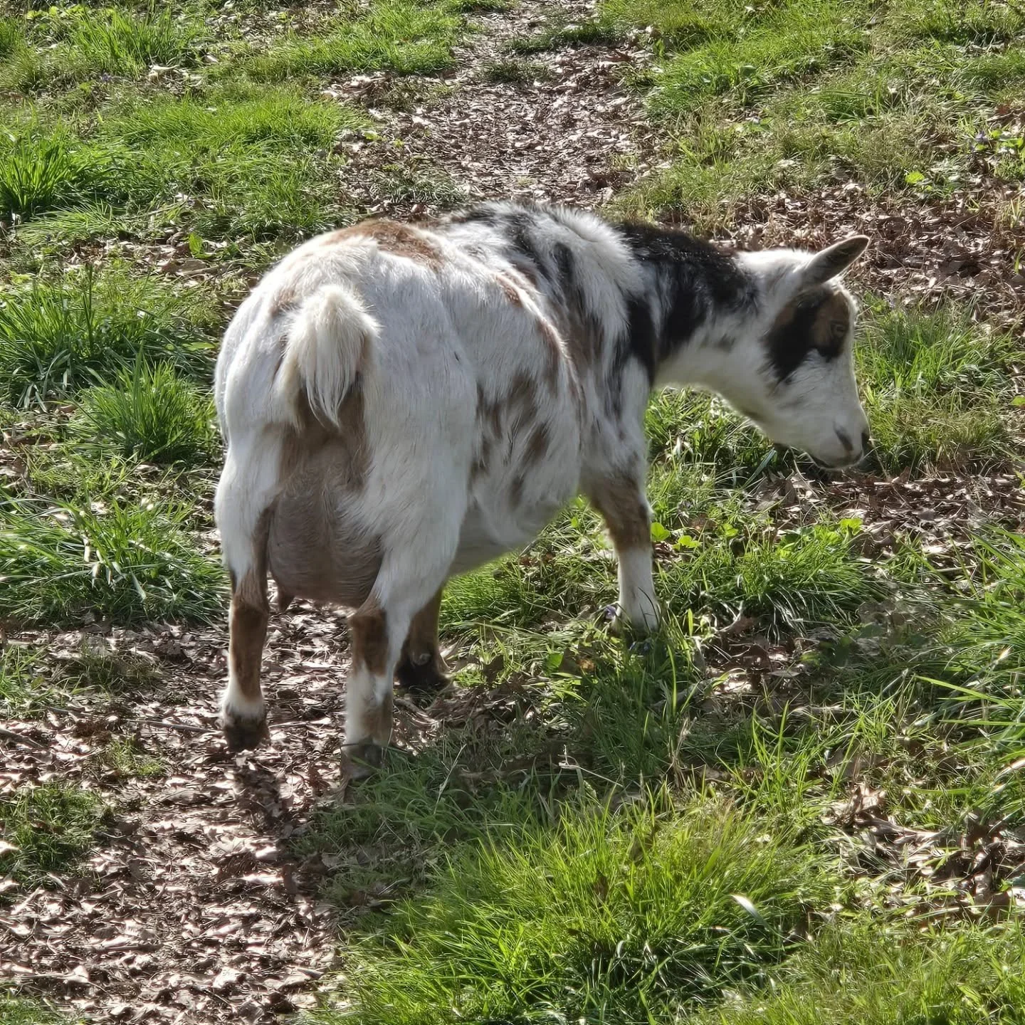 Raja is getting super tired of being prangan. 

Her due date is Sunday (allegedly. Again - for some reason I wrote down 2 due dates. This Sunday and next Friday), but we're supposed to have thunderstorms tomorrow, so I reckon she'll go then.

My husb