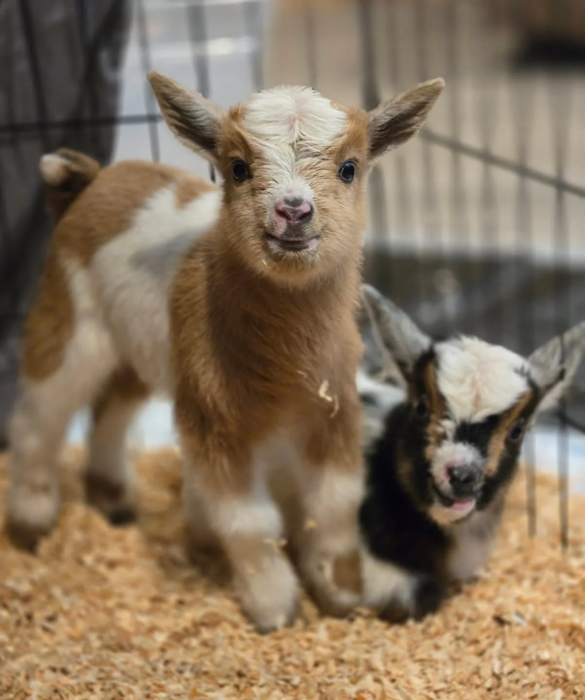 How cute are Raja's boys?

#goat #babygoats #babyanimals #cute