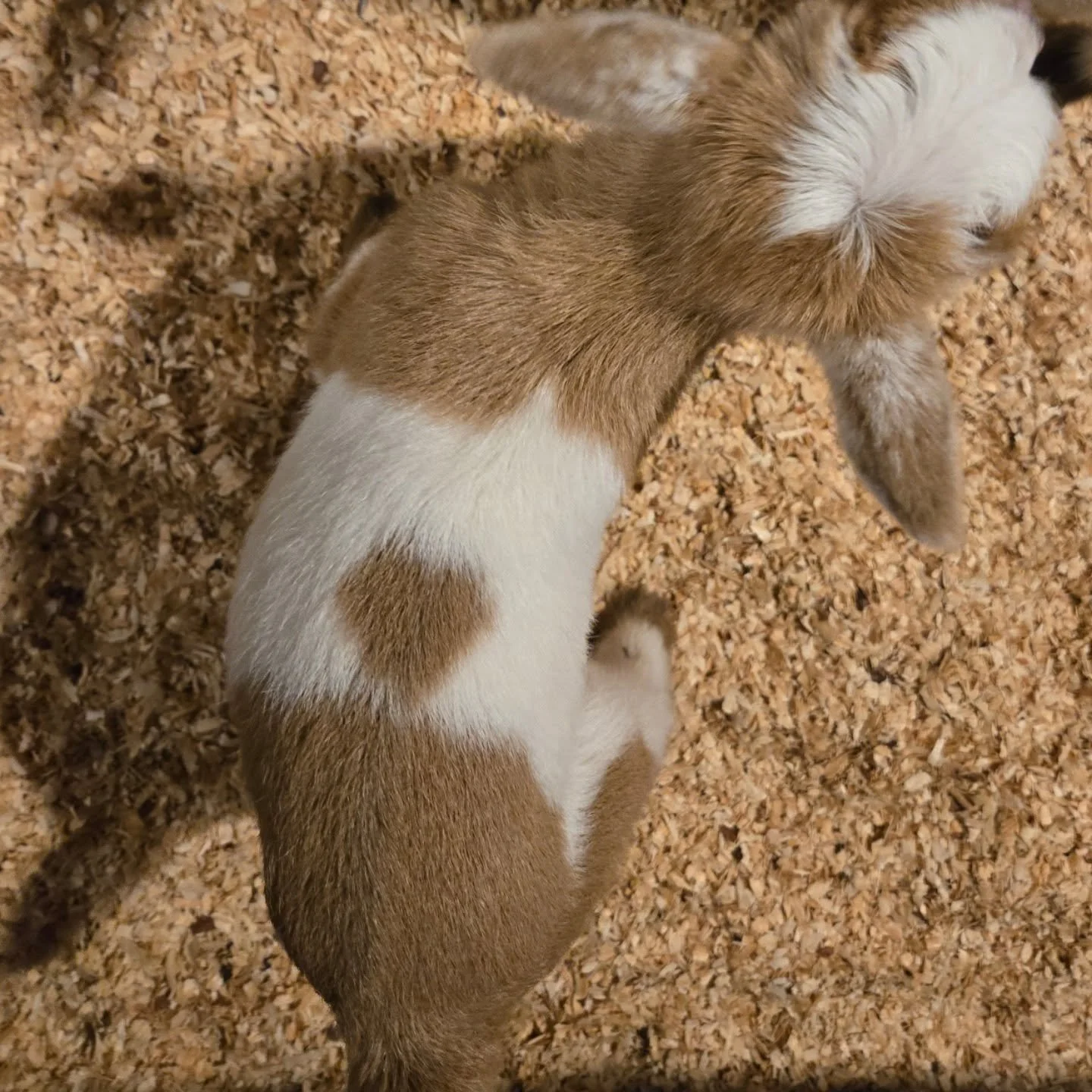 OMG does little Red have a heart?!?!

#goat #babygoats #cute #love