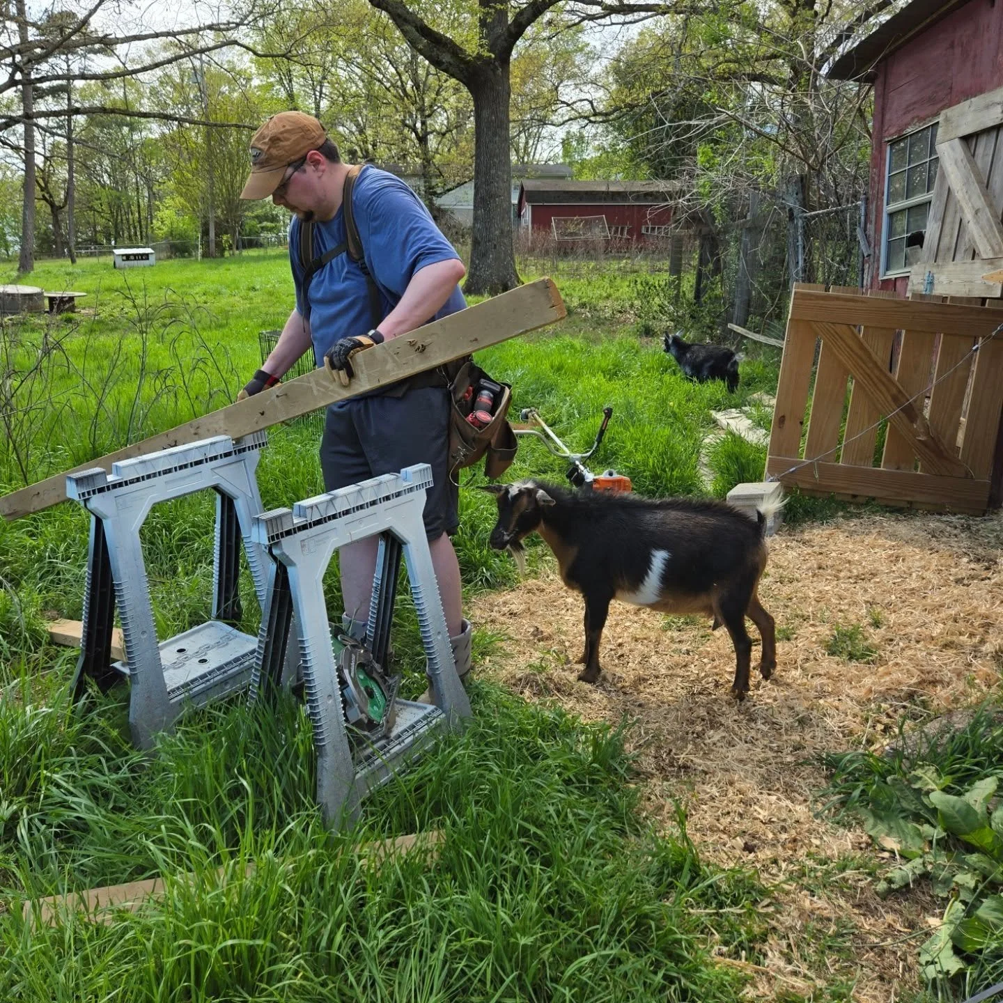 This Easter, we were both emulating Christ.
My husband was the carpenter, and I was the shepherd. Well... goatherd.... to keep these dorks away from him.

Got some work done on The Barn of Thesius so the girls can go into the other stall since it's b