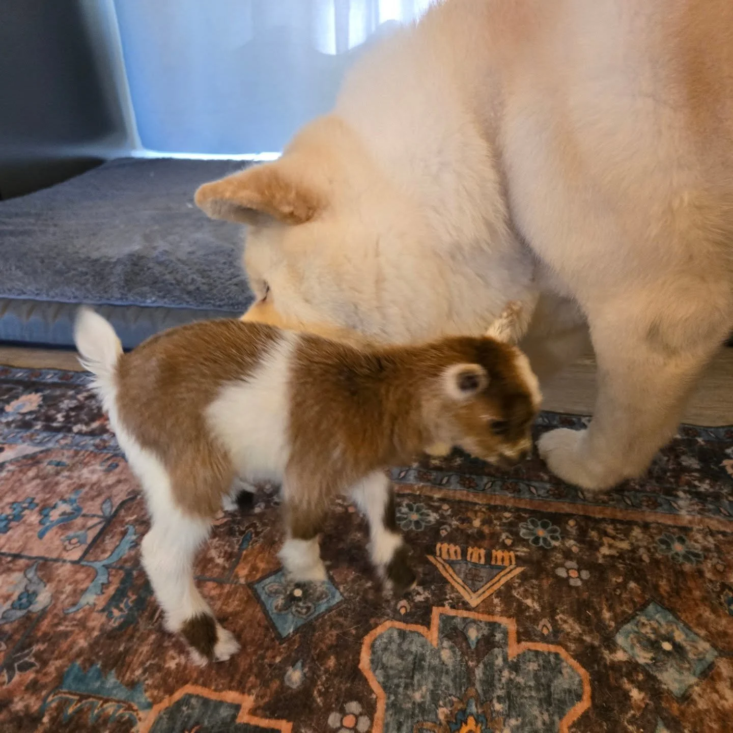 Lortamercy, what a past 24 hours.

Abby was due on the 18th. My husband and I were about to headed out for his very belated birthday dinner yesterday when Abby decided going into labor was a good idea.

A rough pull later, she gifts us this chamoise 