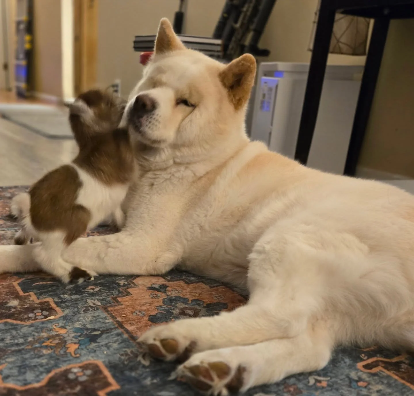 The duality of Sasha.
She loves Sham baby, truly. She just, you know... hears the call of the void.
#babygoat #dog #Akita #love #snack