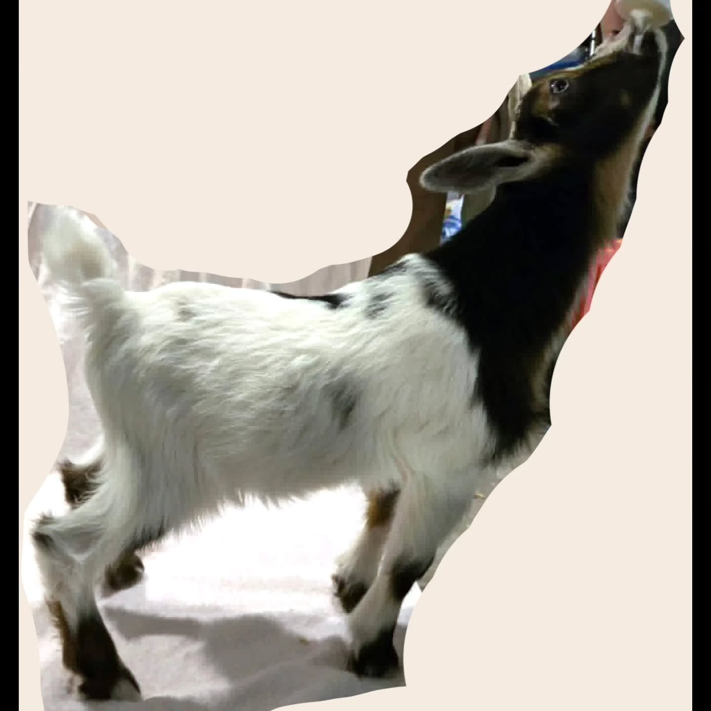 Buckskin with extensive white Nigerian dwarf buckling, born 3/21
Dam and Granddam both have milking stars.  Long bodied and wide in the rear.  He'll make a lovely herdsire.
Dehorned.  Blue eyes.
Can be registered with ADGA.
Bottle raised since birth.