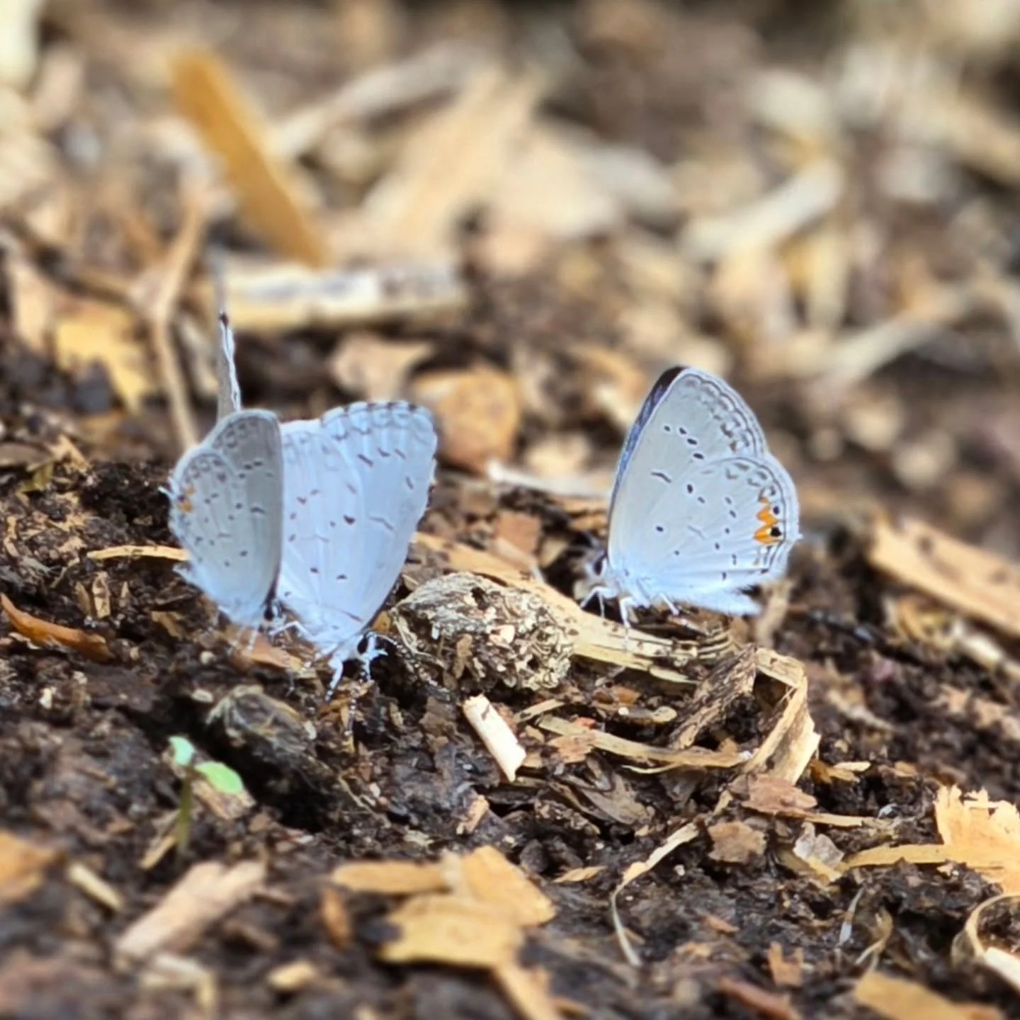 A bunch of these little guys around the barn this morning. 

#butterfly #moth
