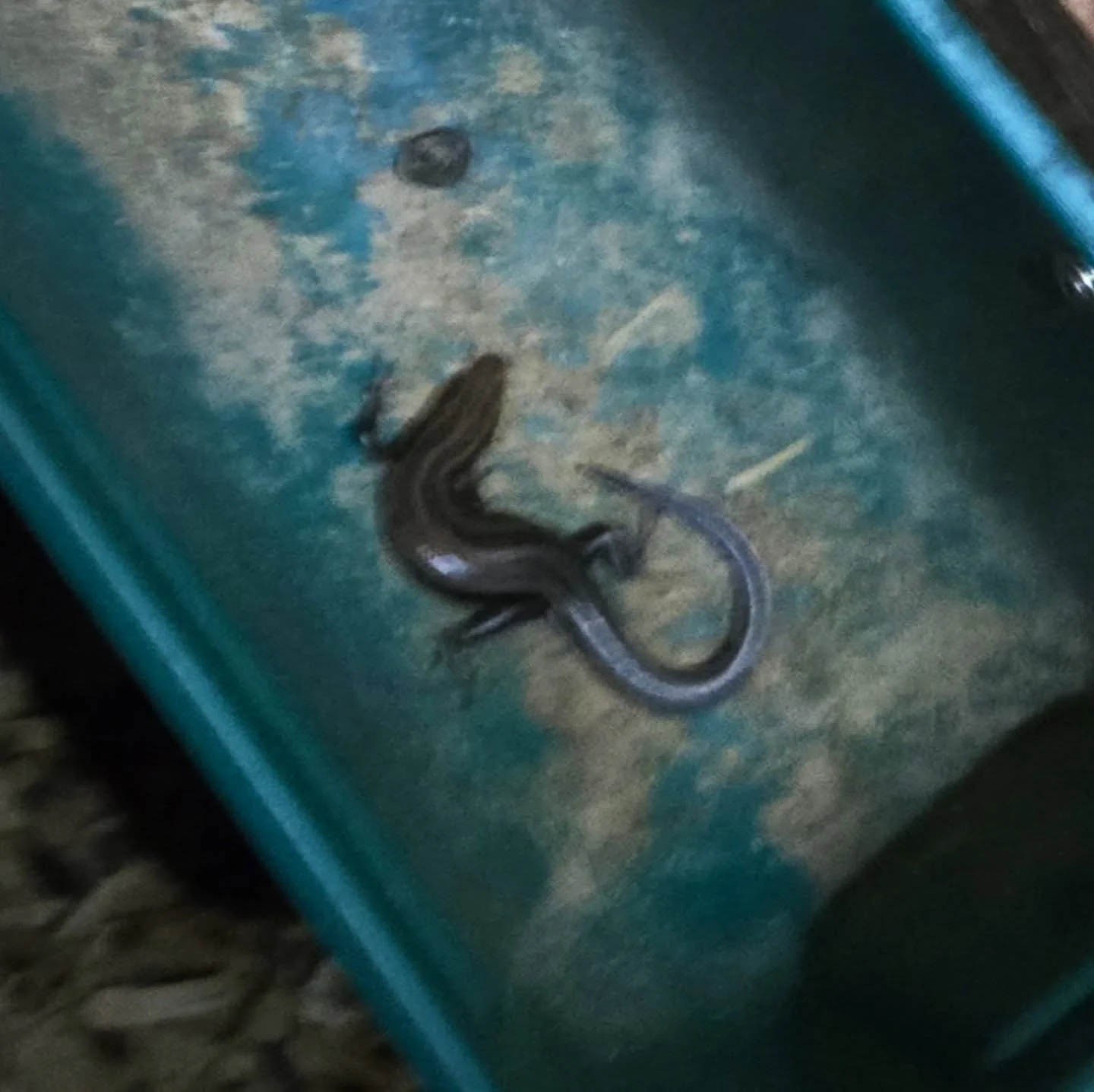 Some silly skink #lizard got stuck in a food bin. She couldn't get out because of the slipper sides, so I gave her a hand up.

#herp #reptile #oops
