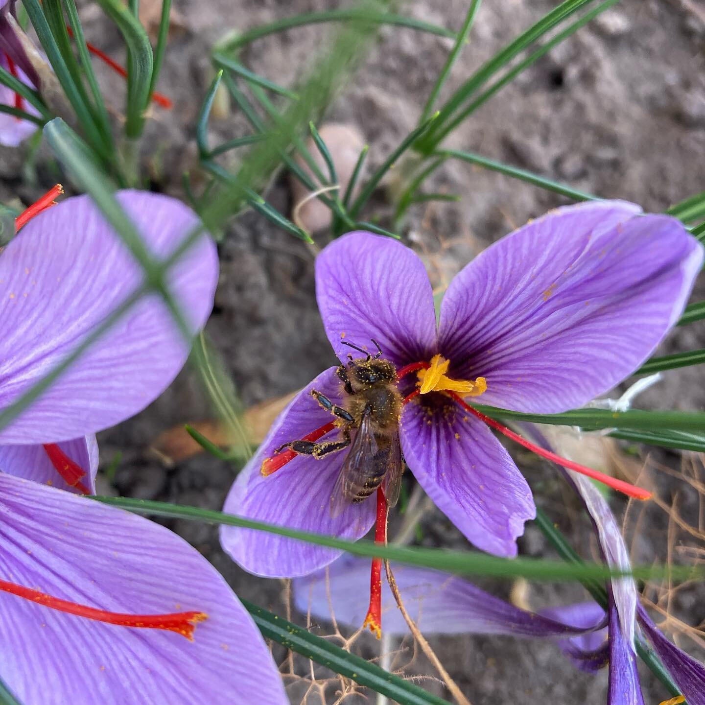 Crocus dozer. 💤🐝