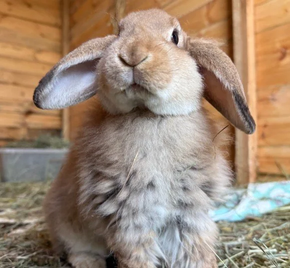 Meet our rabbits — Ivy Dene Rabbit Rescue