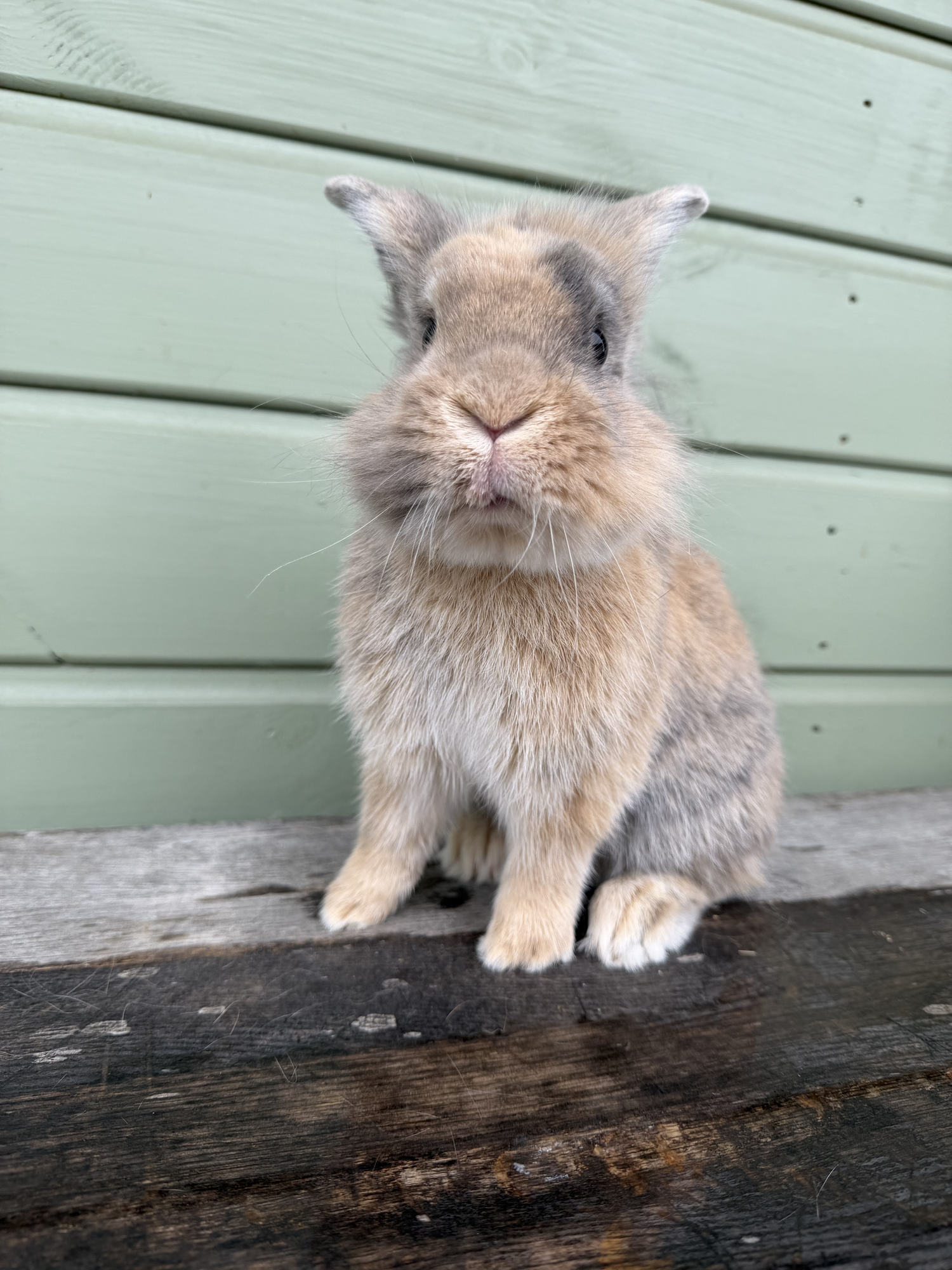 Meet our rabbits — Ivy Dene Rabbit Rescue