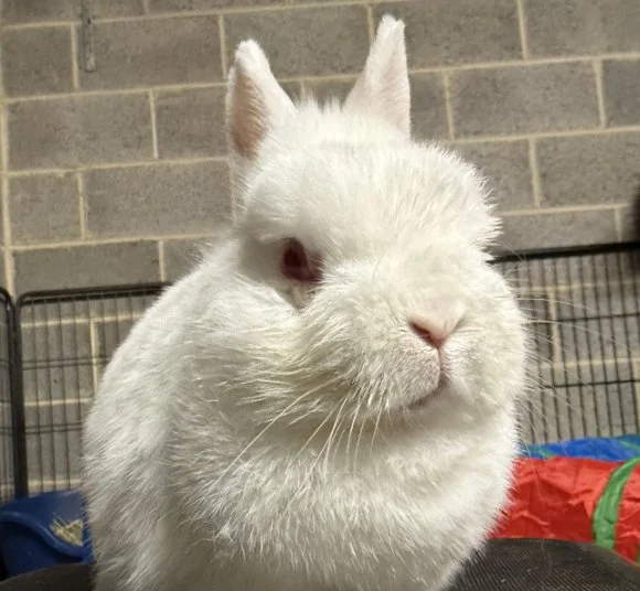 Meet our rabbits — Ivy Dene Rabbit Rescue