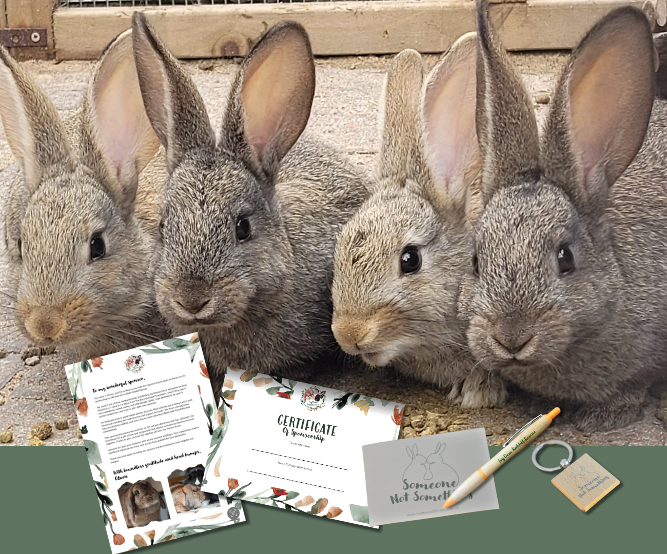 Sanctuary Rabbits — Ivy Dene Rabbit Rescue