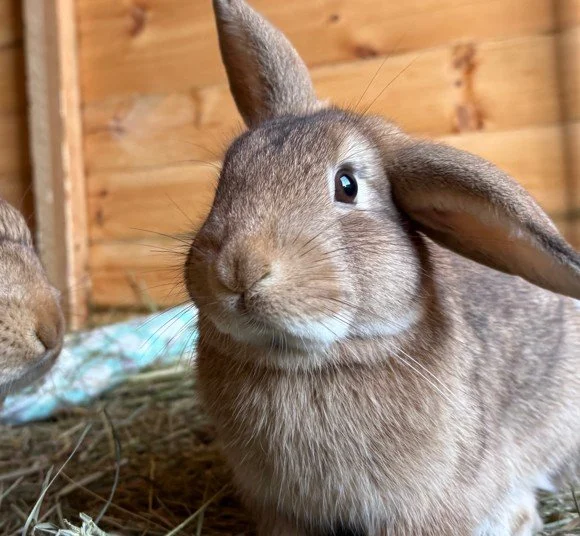 Meet our rabbits — Ivy Dene Rabbit Rescue