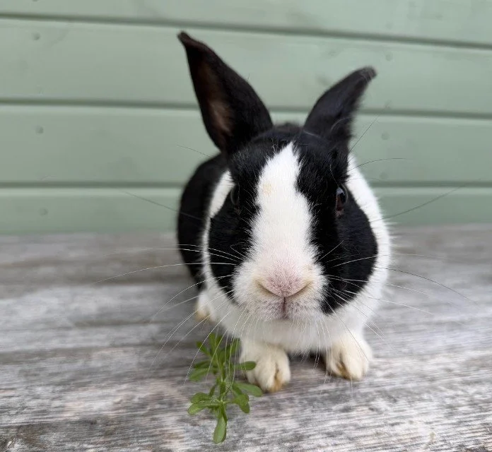Meet our rabbits — Ivy Dene Rabbit Rescue