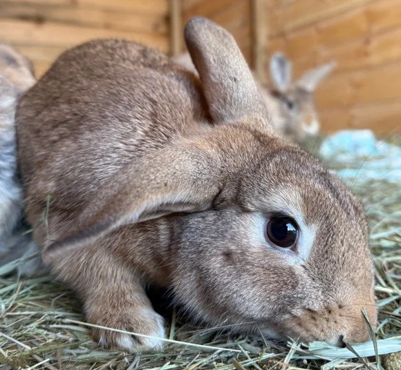 Meet our rabbits — Ivy Dene Rabbit Rescue
