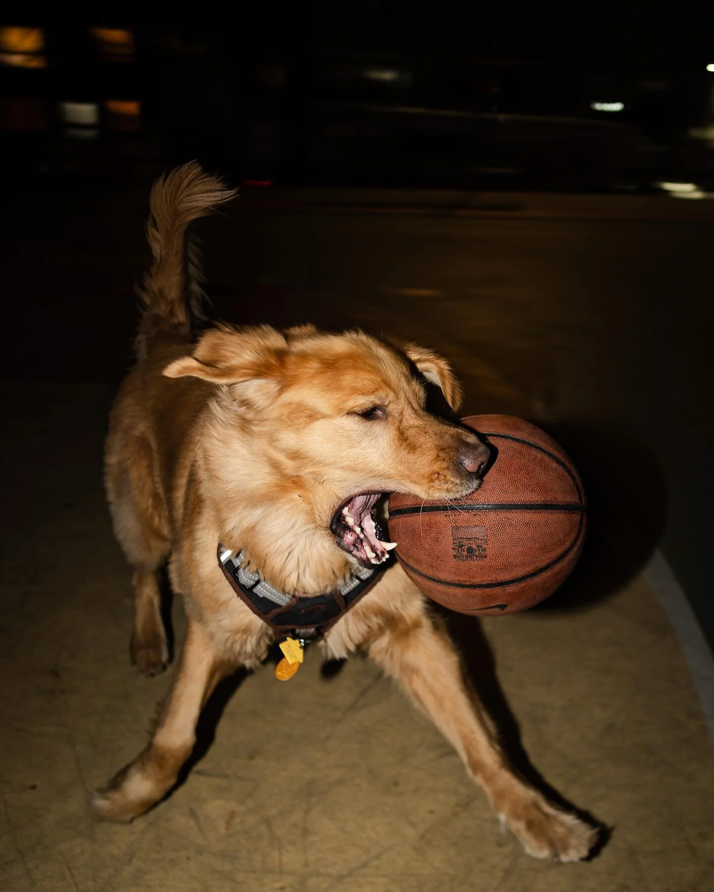 Simba turned 6 years old yesterday and wanted to establish that he&rsquo;s king of the court🥳 When people asked how I taught him how to play I had to explain that he was teaching me. Thank you for always being up to hoop and showing me what elite al