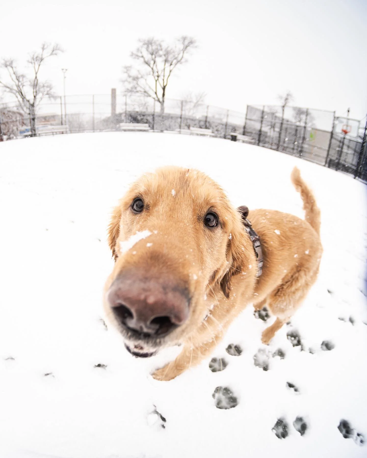 A snow boop for the timeline.