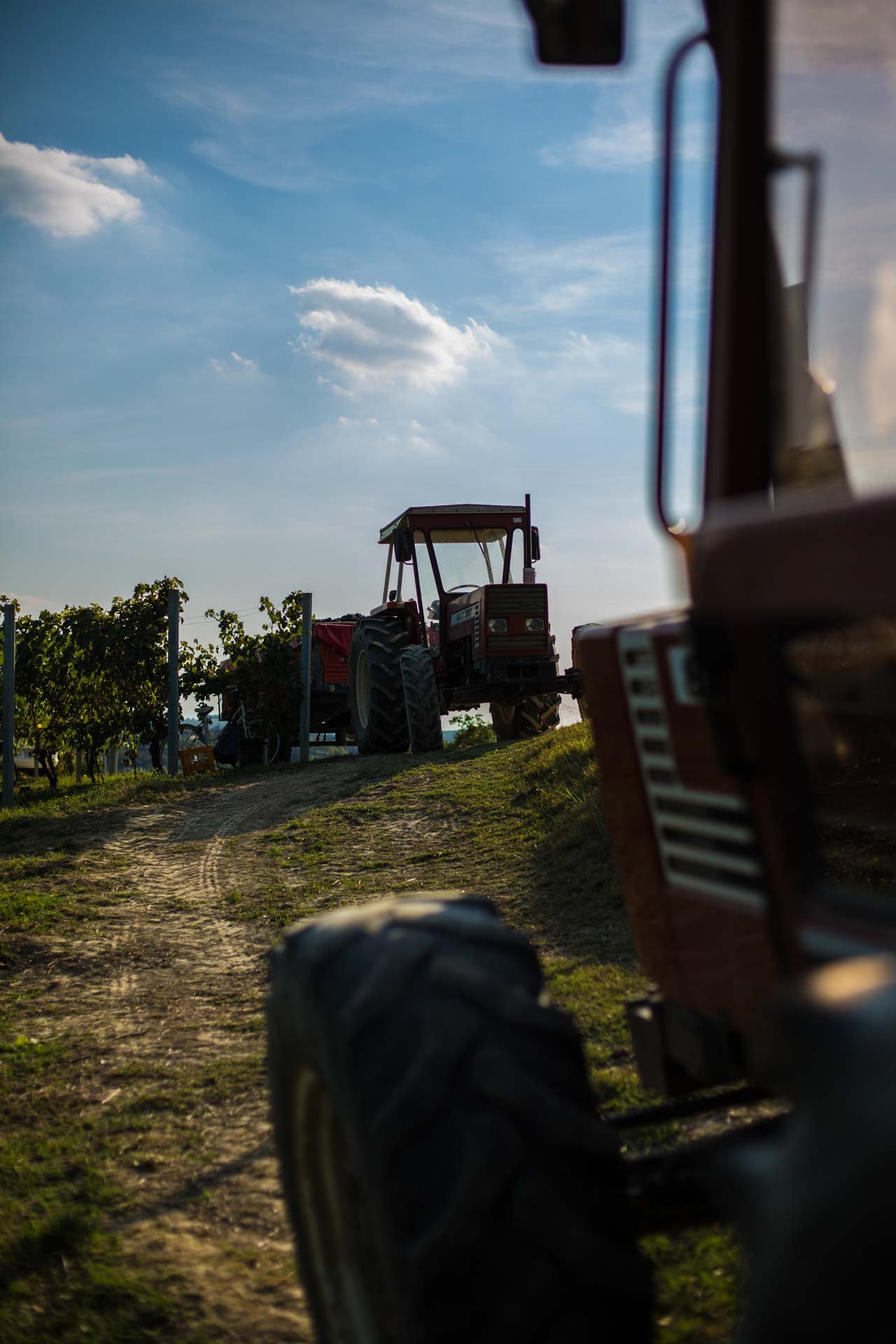 landscape_of_barbera_17.jpeg