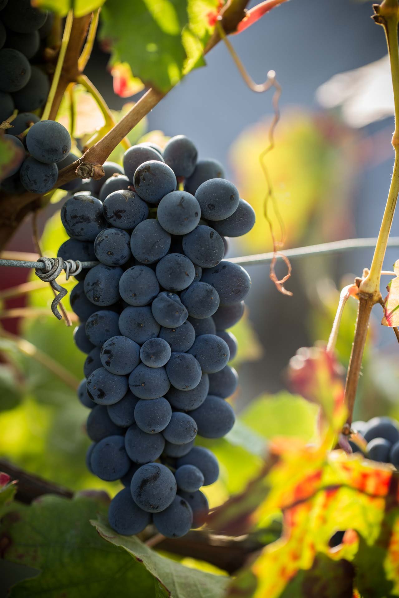 Istantanee_di_vino_Riccardo_Pittaluga_06.jpeg