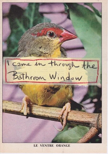 Matthew Rose, Animal Farmy, inside page, Bathroom Window