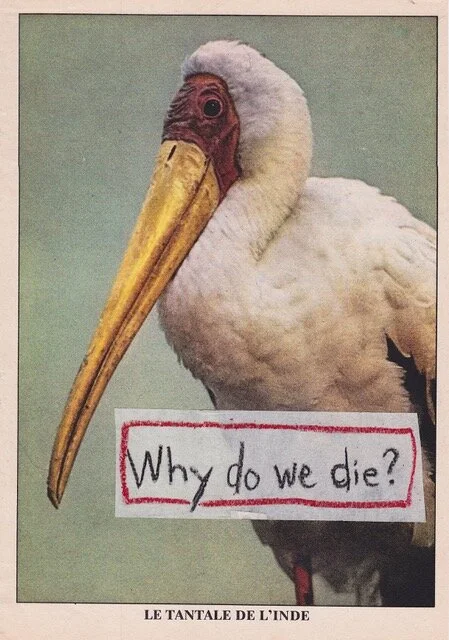 Matthew Rose, Animal Farmy, inside page, Why do we die?