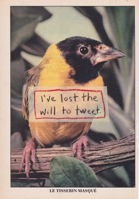 Matthew Rose, Animal Farmy, inside page, the will to tweet