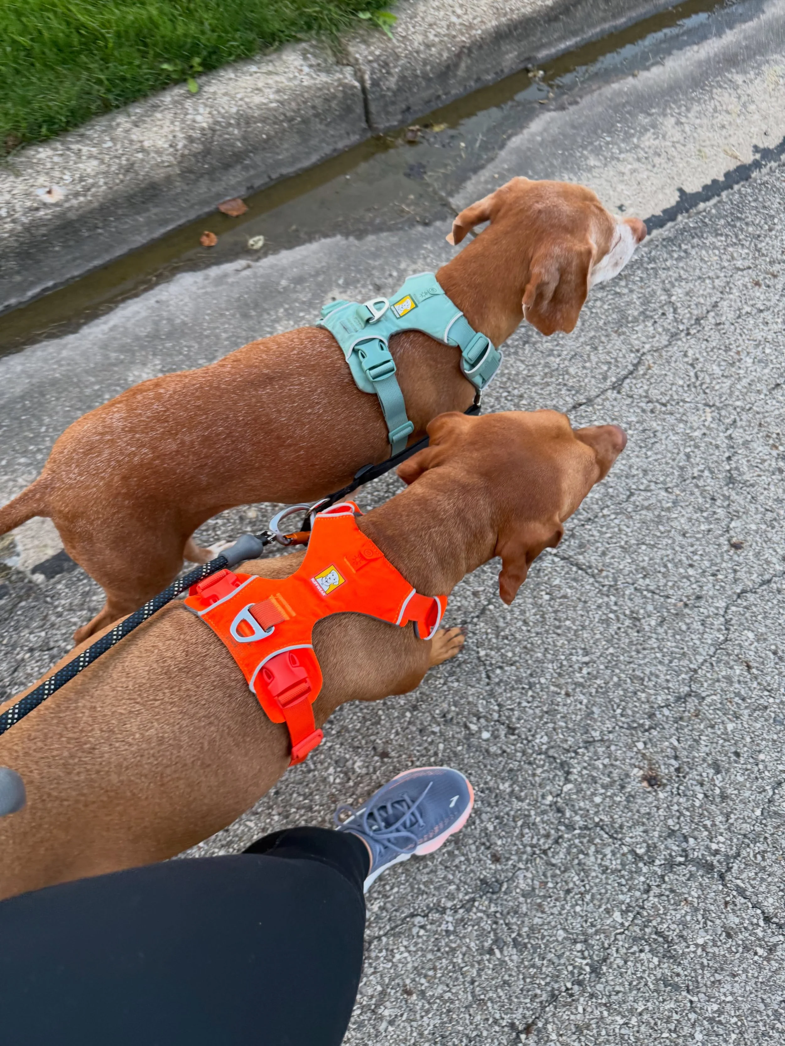 Love my walking buddies. Looking forward to enjoying every beautiful fall day! 🍁🍂

#mineralridgeohio