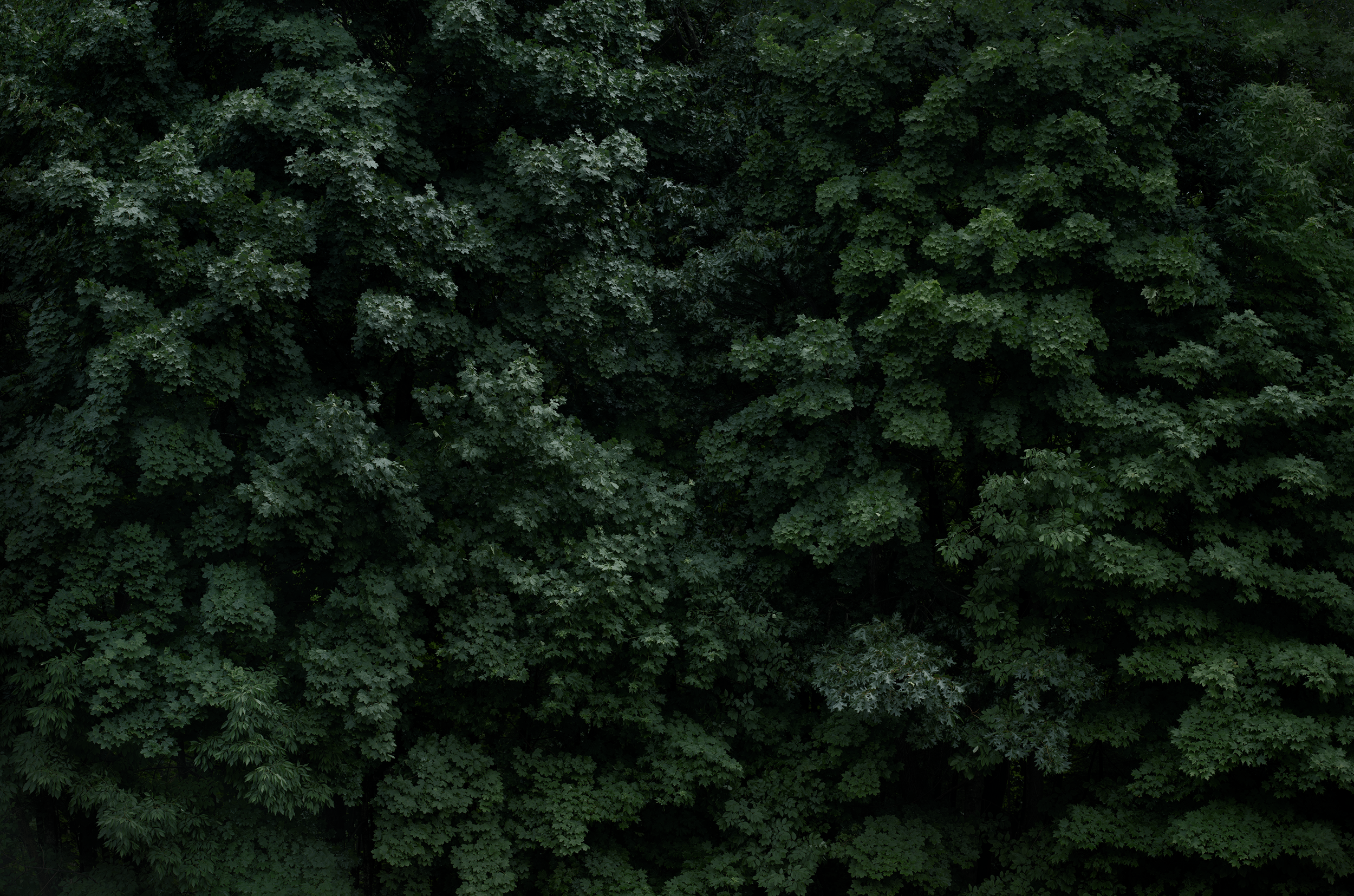 Forest Wall III.png