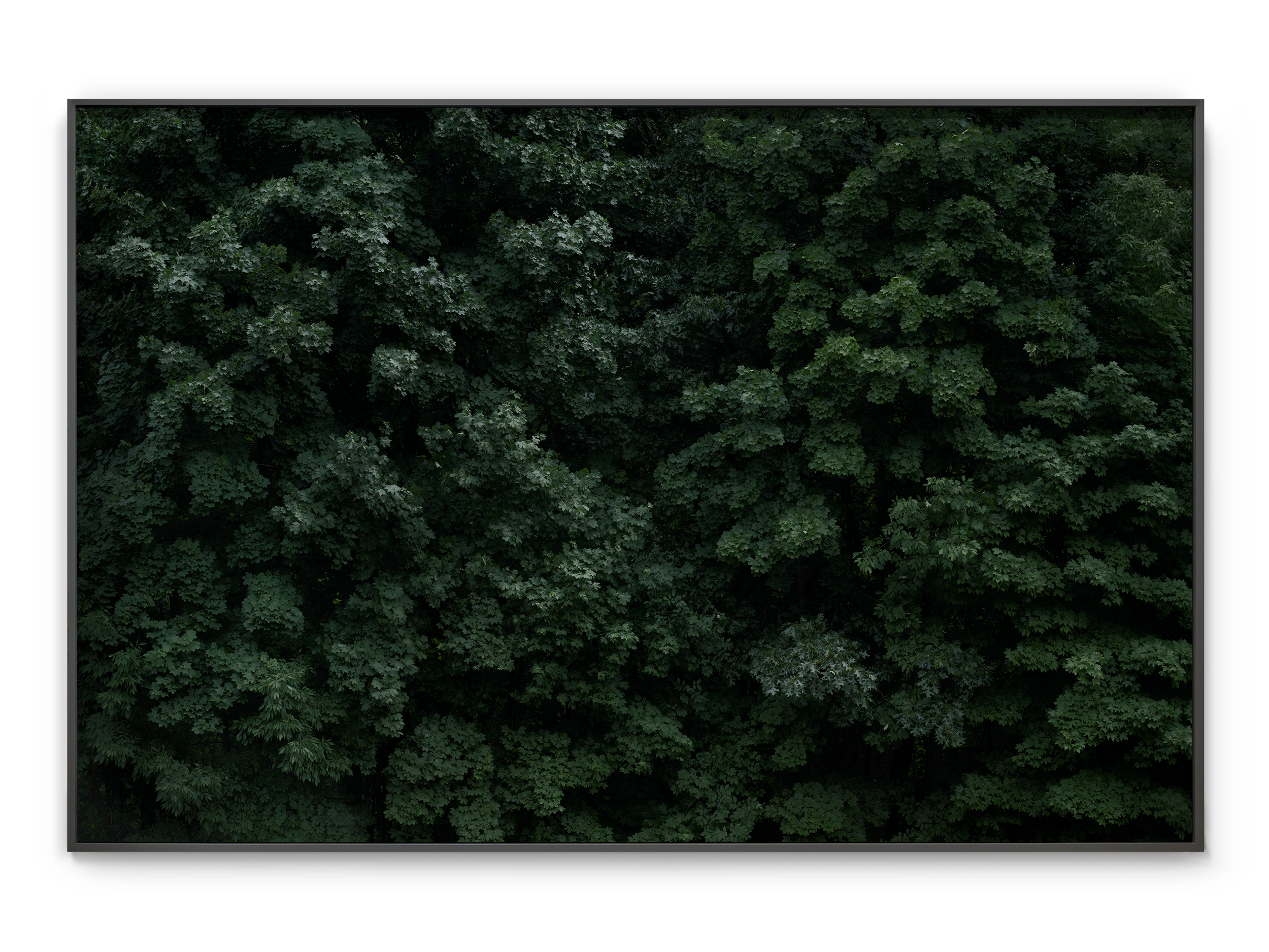 Forest Wall III, Frame.png