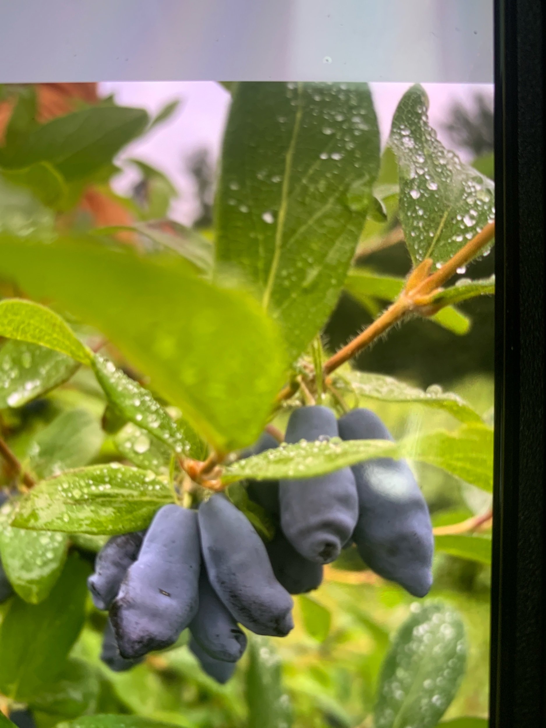 53FA207F-A38C-452F-BC14-68E3114A9A7D.jpeg