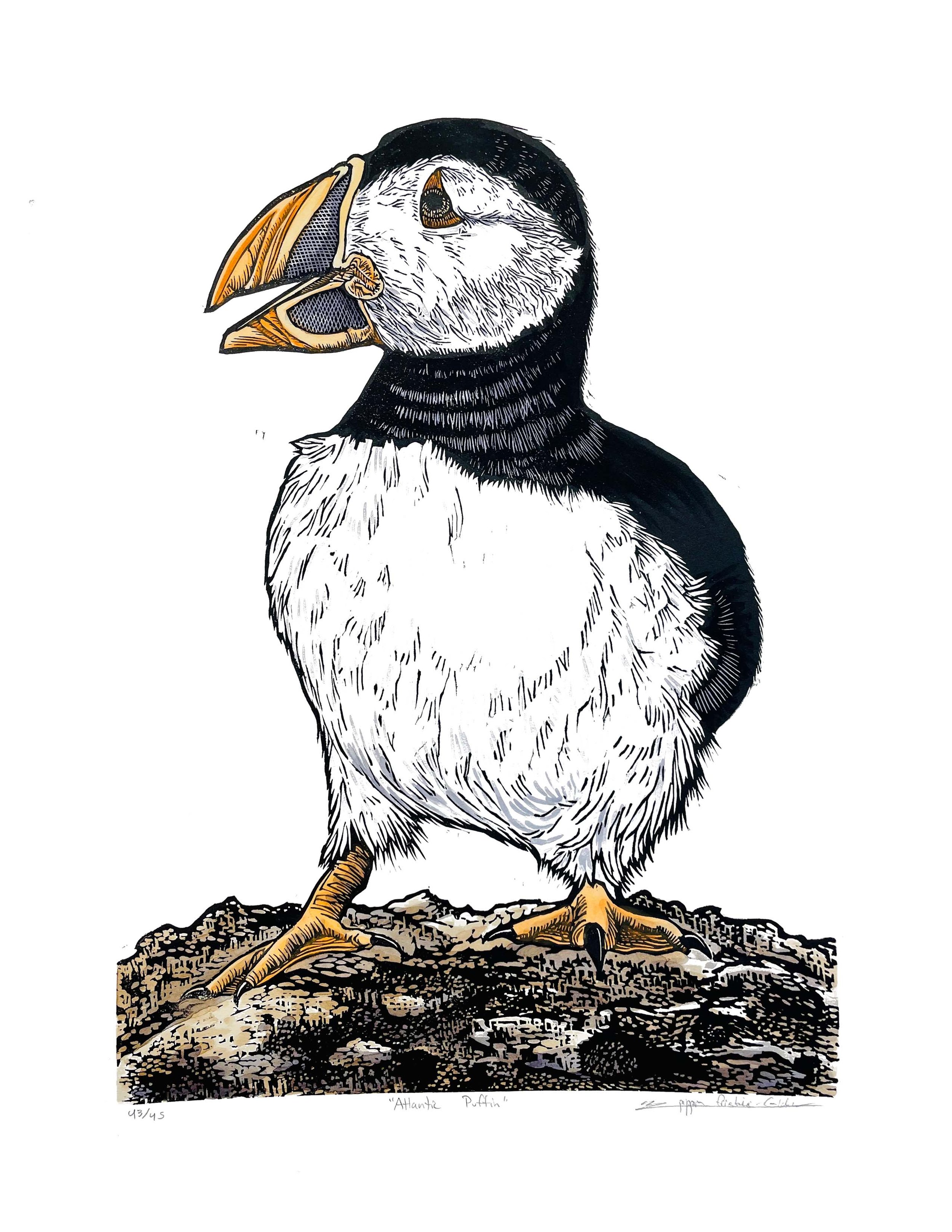 Atlantic puffin on white background.jpg