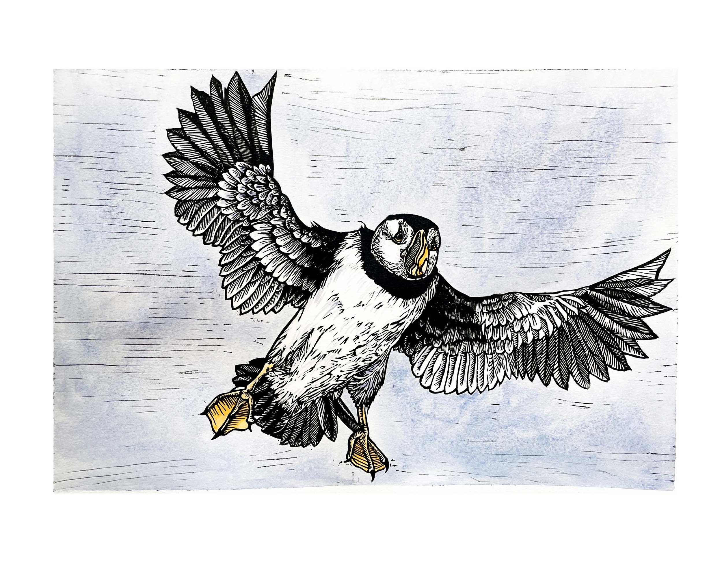 Puffin in flight painted backround.jpg
