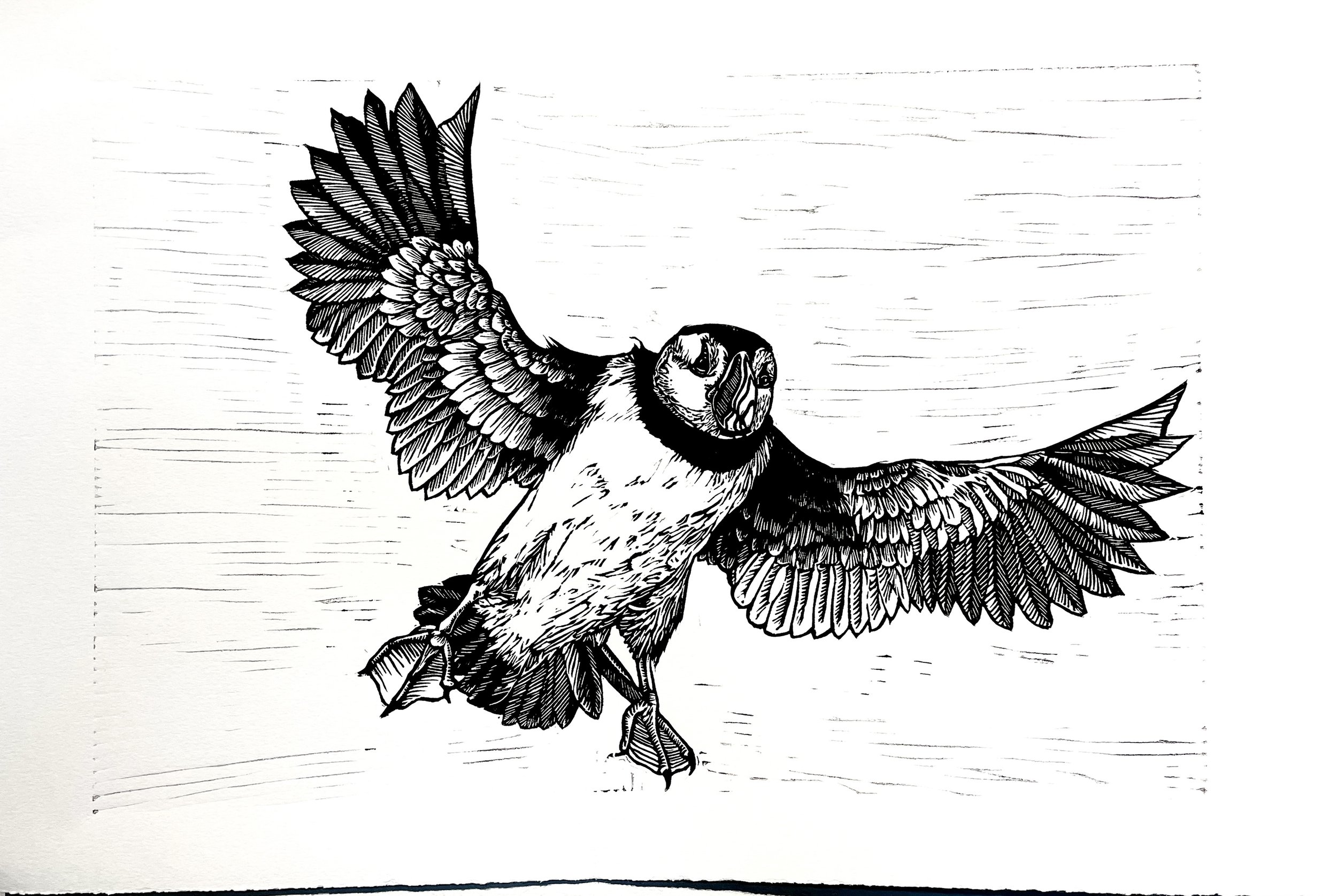 Puffin in flight black and white.jpg