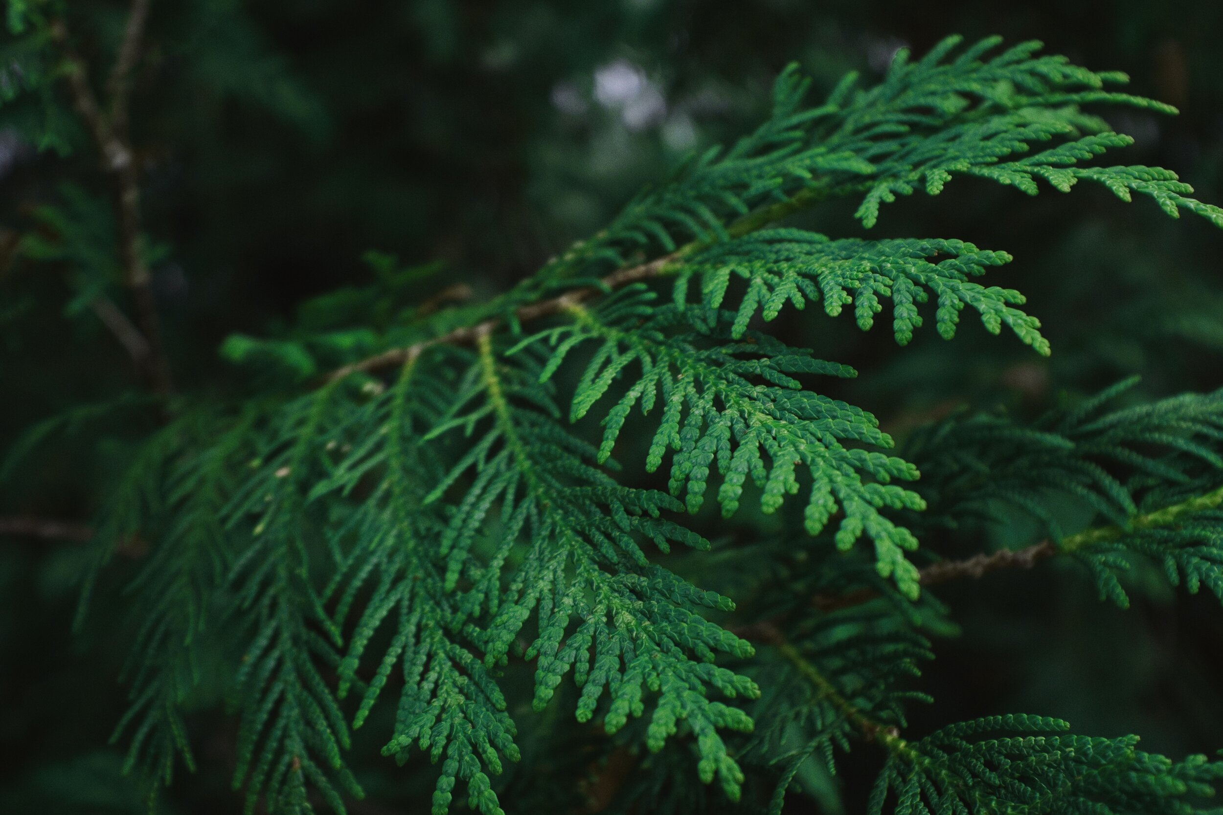 Close-up of green pine tree branches with densely packed needles