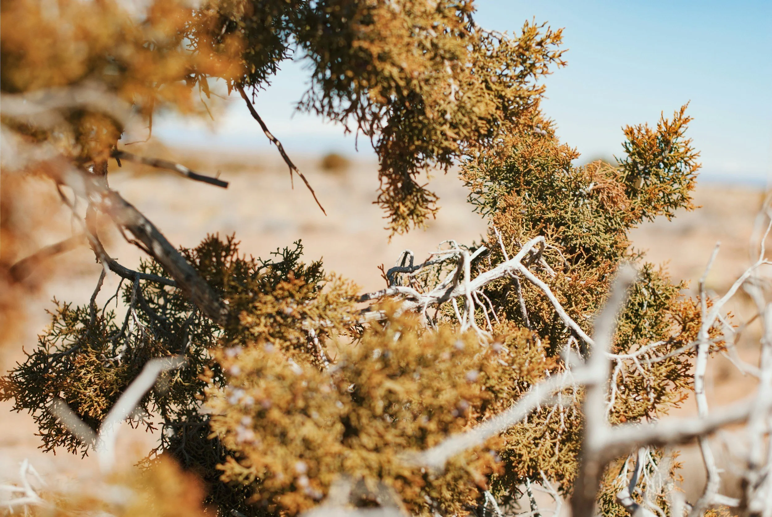 Close-up of desert shrubbery with dried branches and greenish-brown foliage under a clear blue sky.