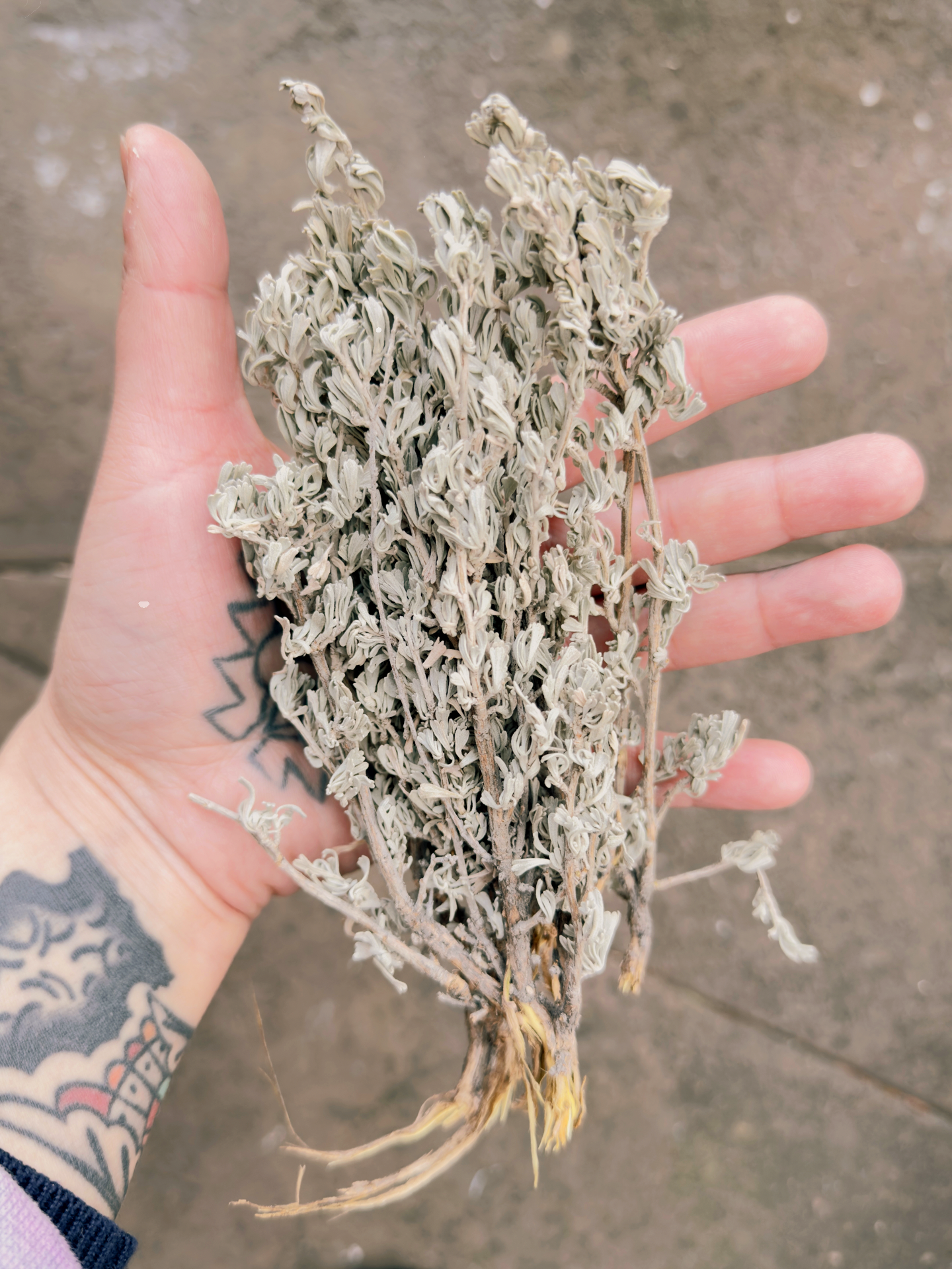 Hand holding a bunch of dried, grayish-white, curly herbs or plant material with roots at the bottom, against a concrete background.
