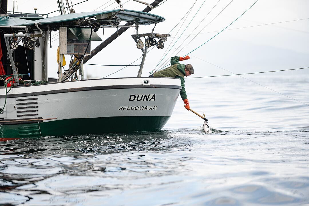 Wishing I was fishing. 🐟

#commercialfishing #alaskafishing #salmonseason #salmontrolling #wishingiwasfishing #sitkaalaska #sustainableseafood #commercialfisherman #thesaltlife #thealaskalife