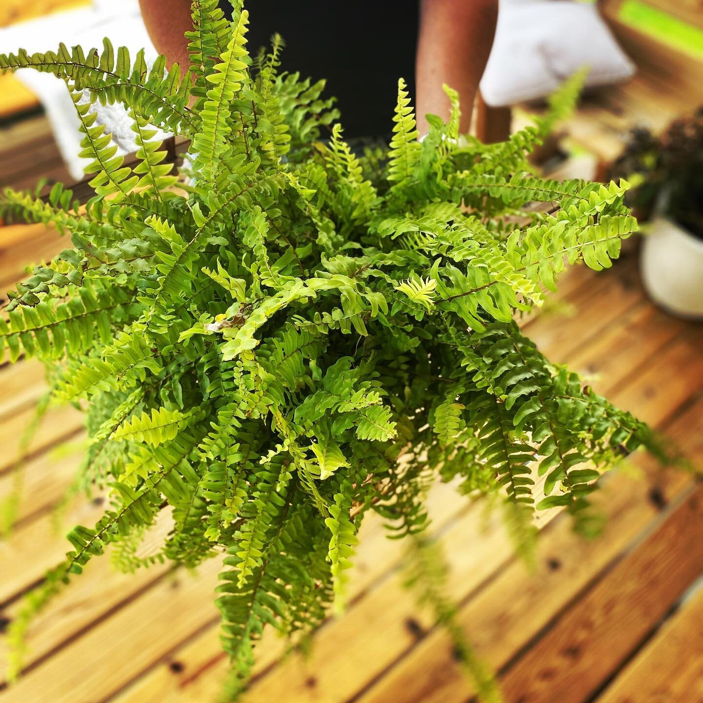 🌿reviving + 🌿revamping this little Instagram space...embracing our pandemic Plan B and doing what I can to bring life, encouragement and engagement to each child&rsquo;s school space - starting with a fern for every desk - you&rsquo;re welcome kids