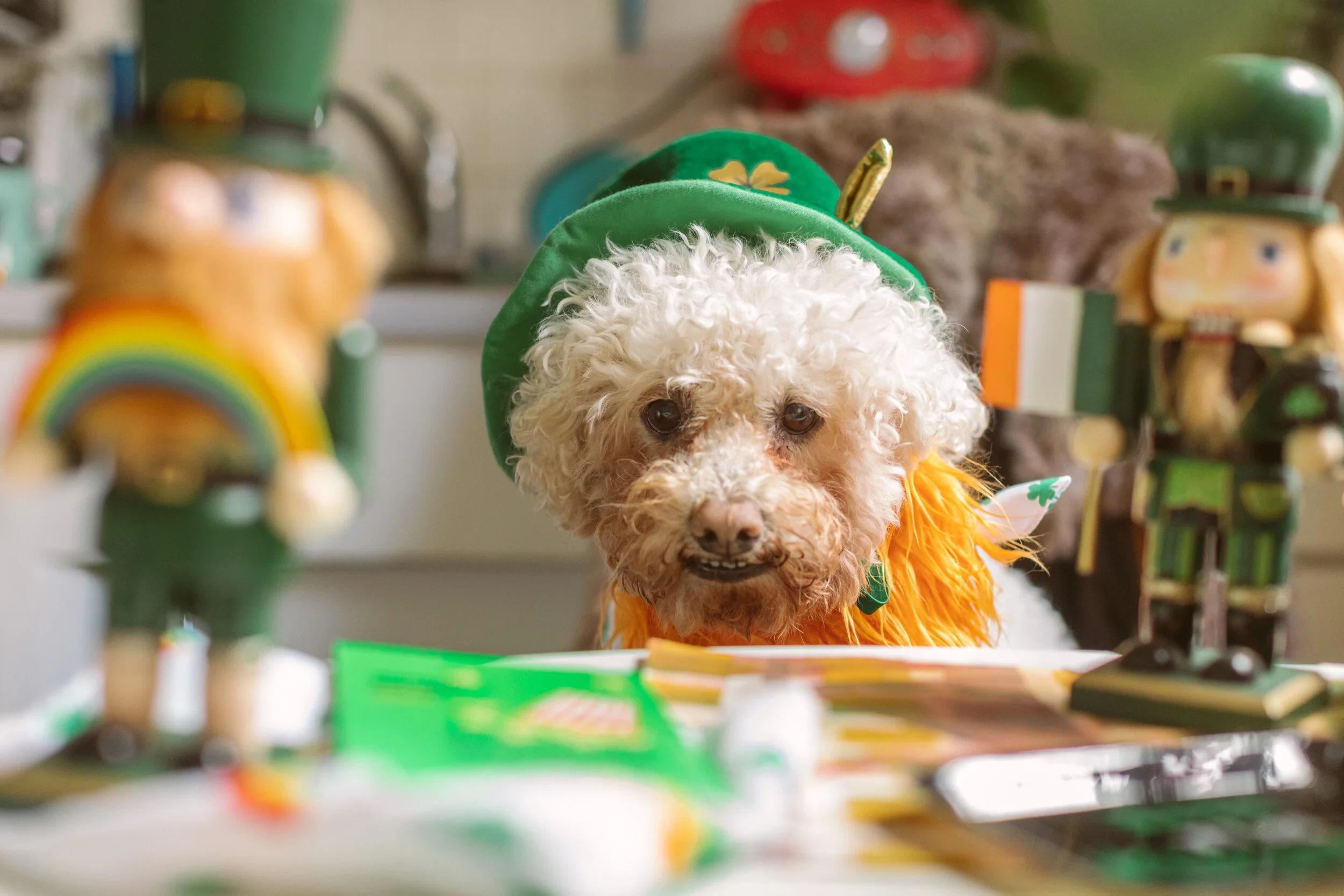 wanderlings.the.zine.suzanne.ofeldt.st.patricks.dog.dress.up1039.JPG