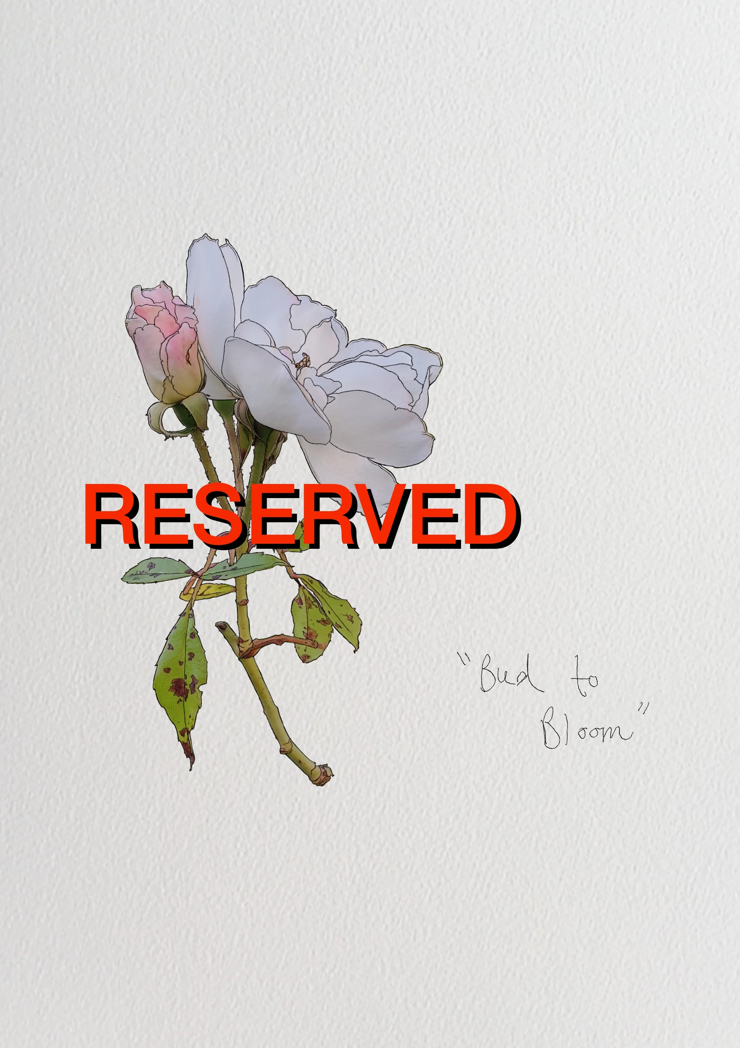 Untitled_Artwork 2.jpg