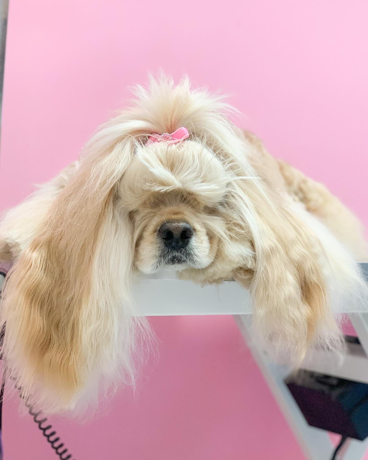 Schnooky got #Vanderpuffed at @VanderpumpDogs ! 😍 #grooming #appointmentsavailable #sexyboy 💕