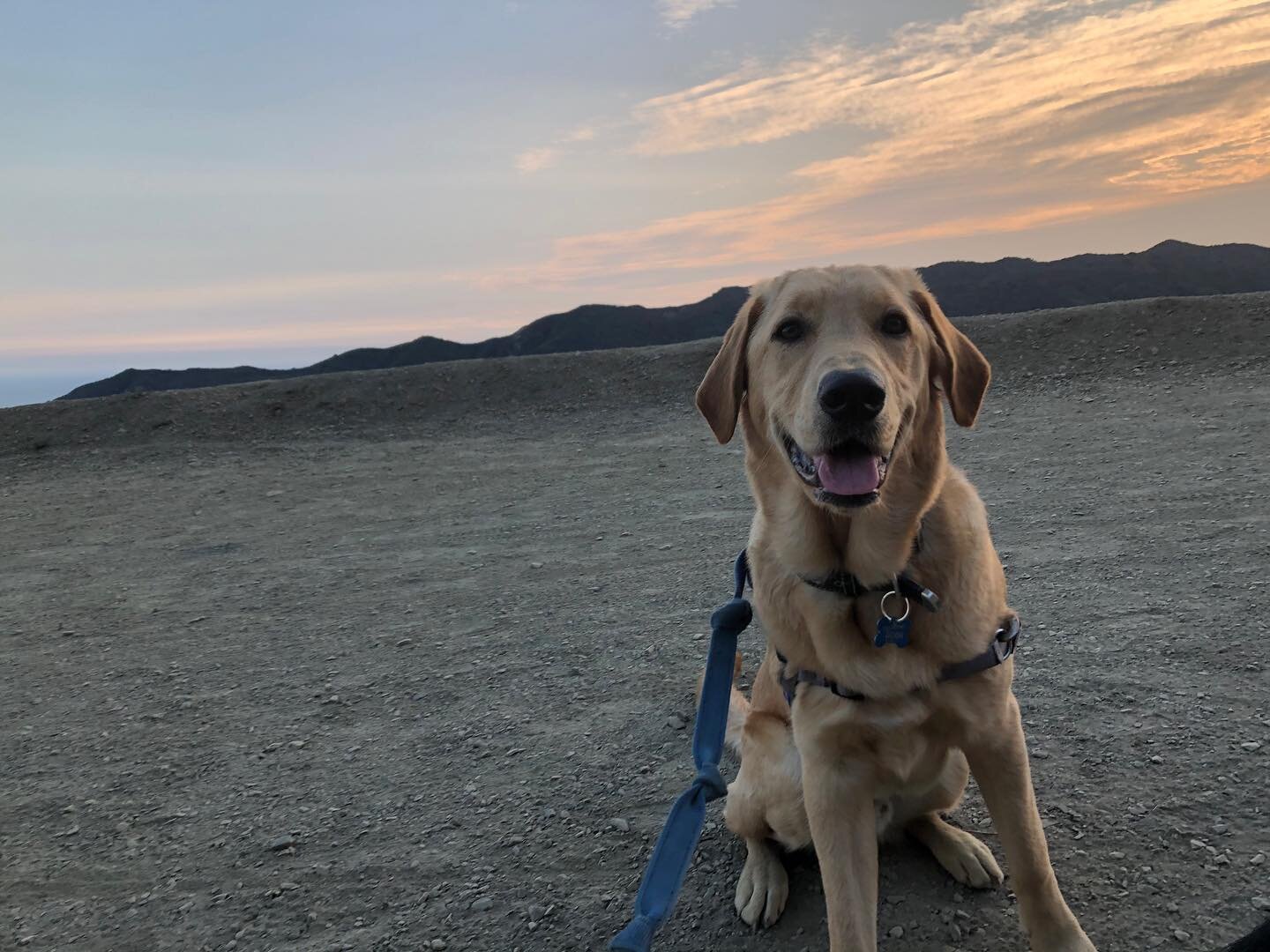 Another update on our newest service dog in training @VanderpumpDogs Lenny, and his training! Lenny is an adorable 8 month old golden retriever mix (73% golden, lab, and poodle mix) full of love and puppy spirit! He is currently learning boundaries, 
