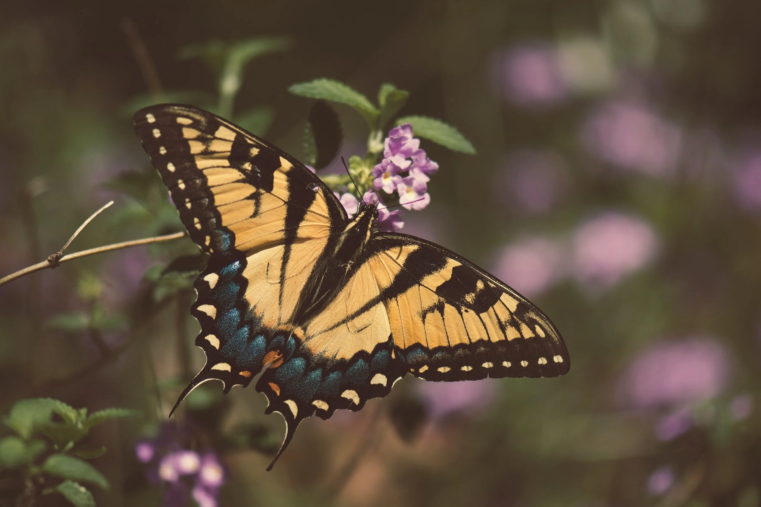grief and loss counseling in Austin, TX